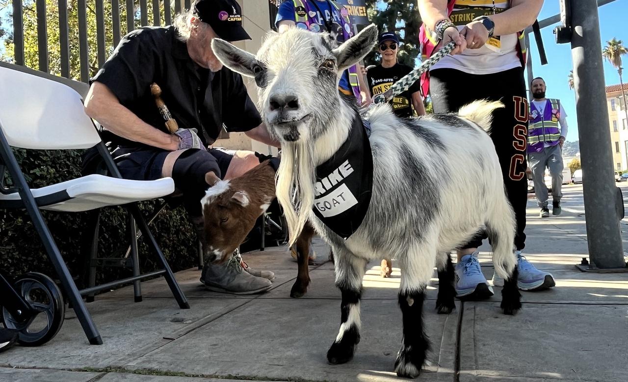 Cropped photo of strike goat on picket line