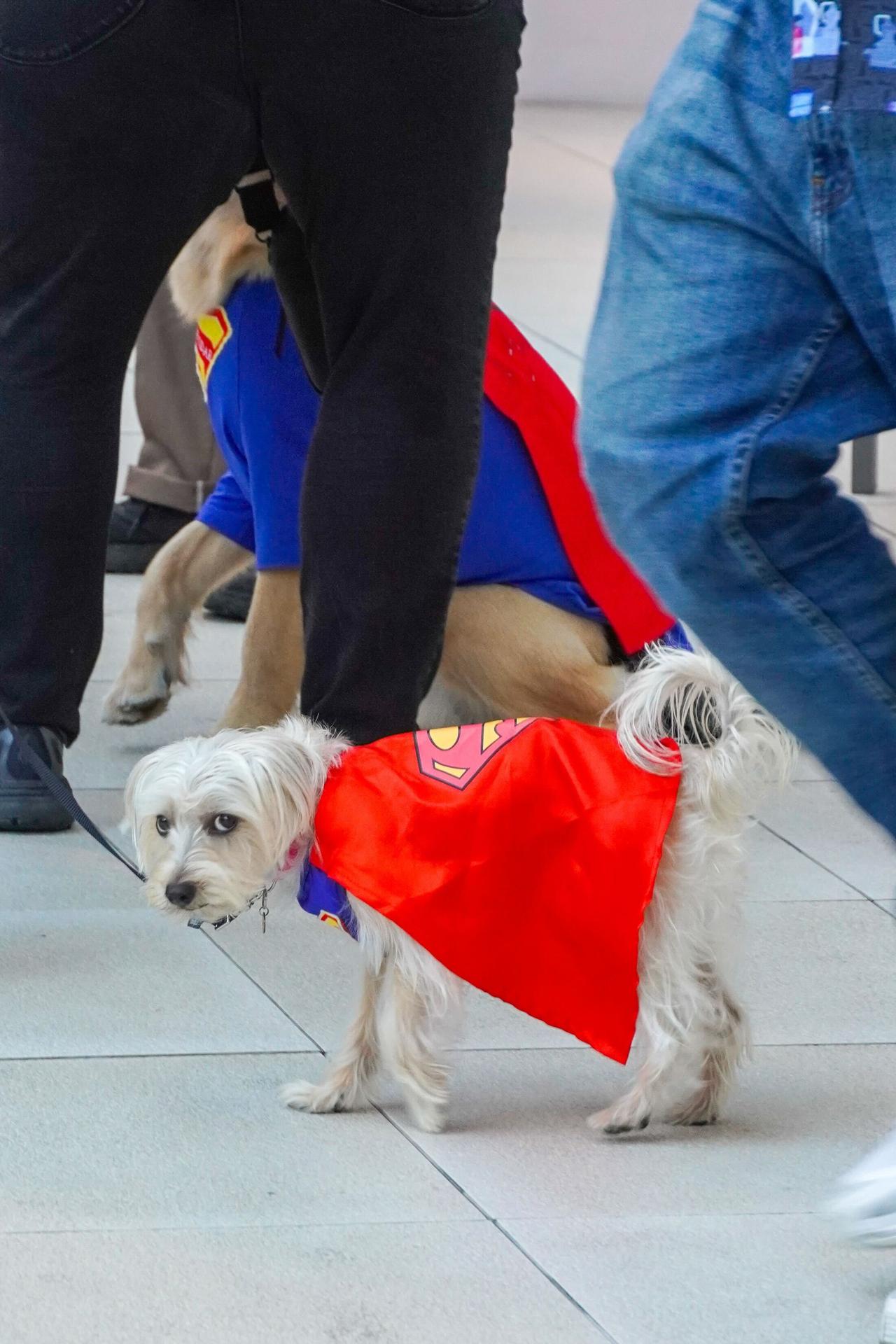A dog at the Milk-Bone screening of Superman in Los Angeles