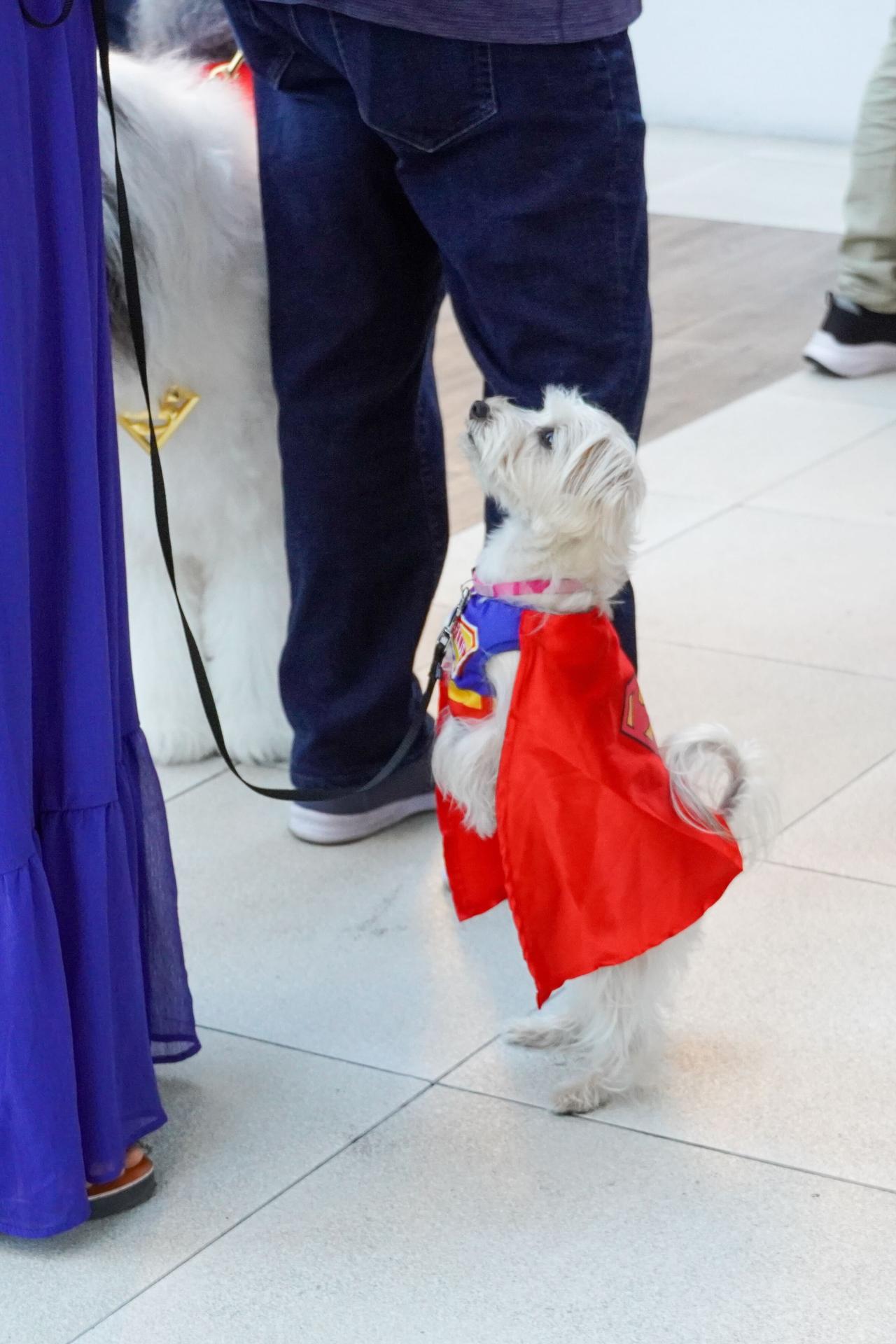 A dog at the Milk-Bone screening of Superman in Los Angeles