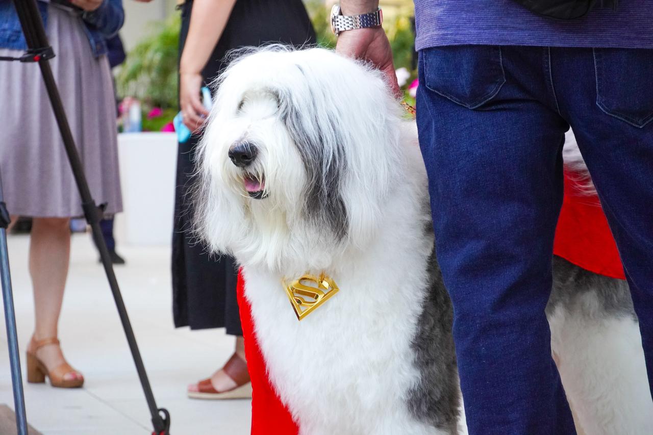 A dog at the Milk-Bone screening of Superman in Los Angeles