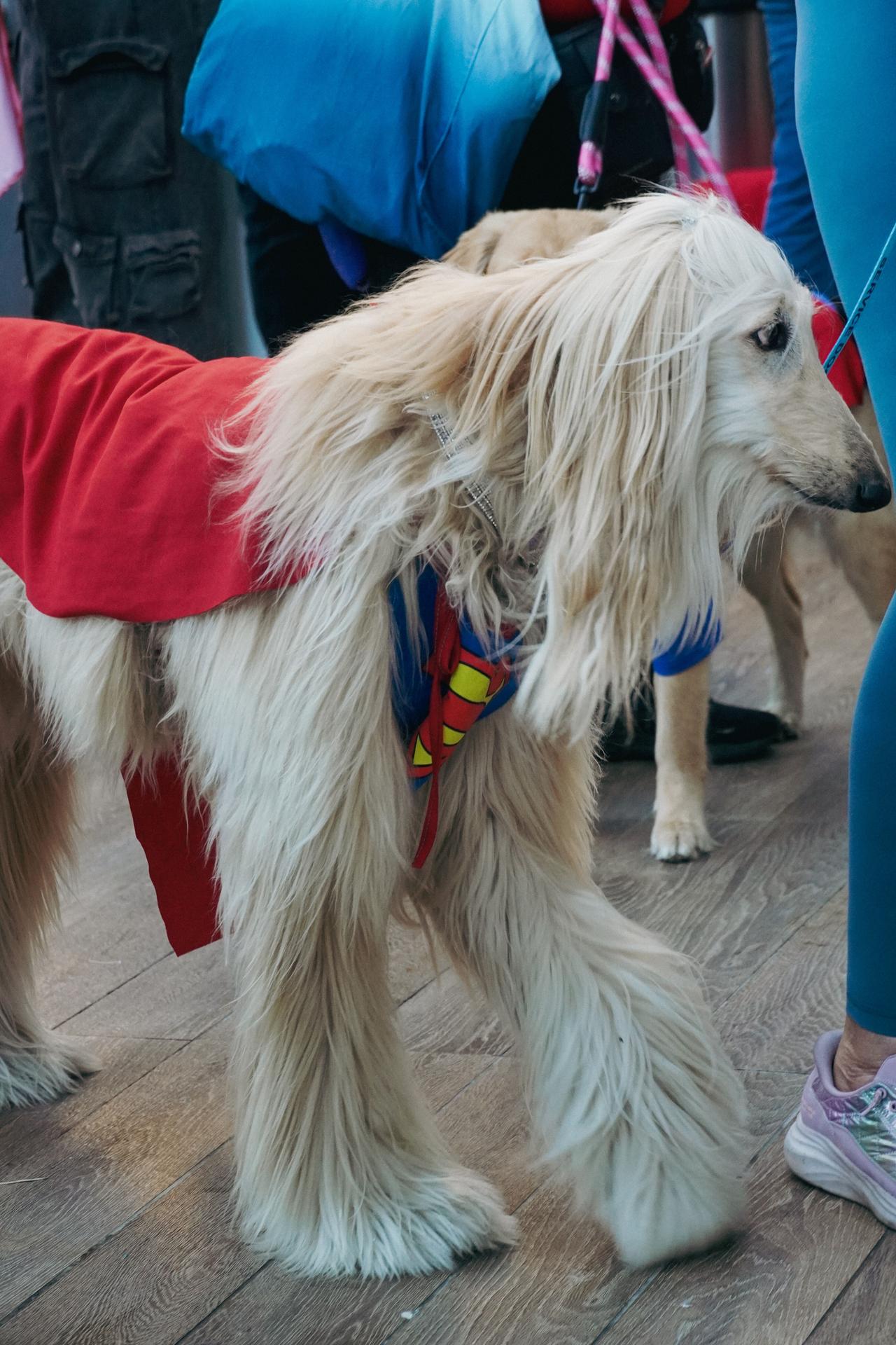 A dog at the Milk-Bone screening of Superman in Los Angeles