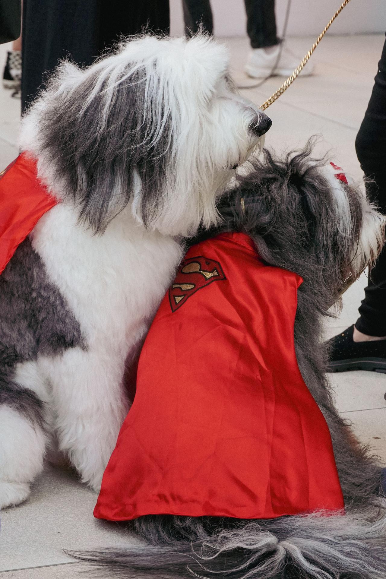 Dogs at the Milk-Bone screening of Superman in Los Angeles