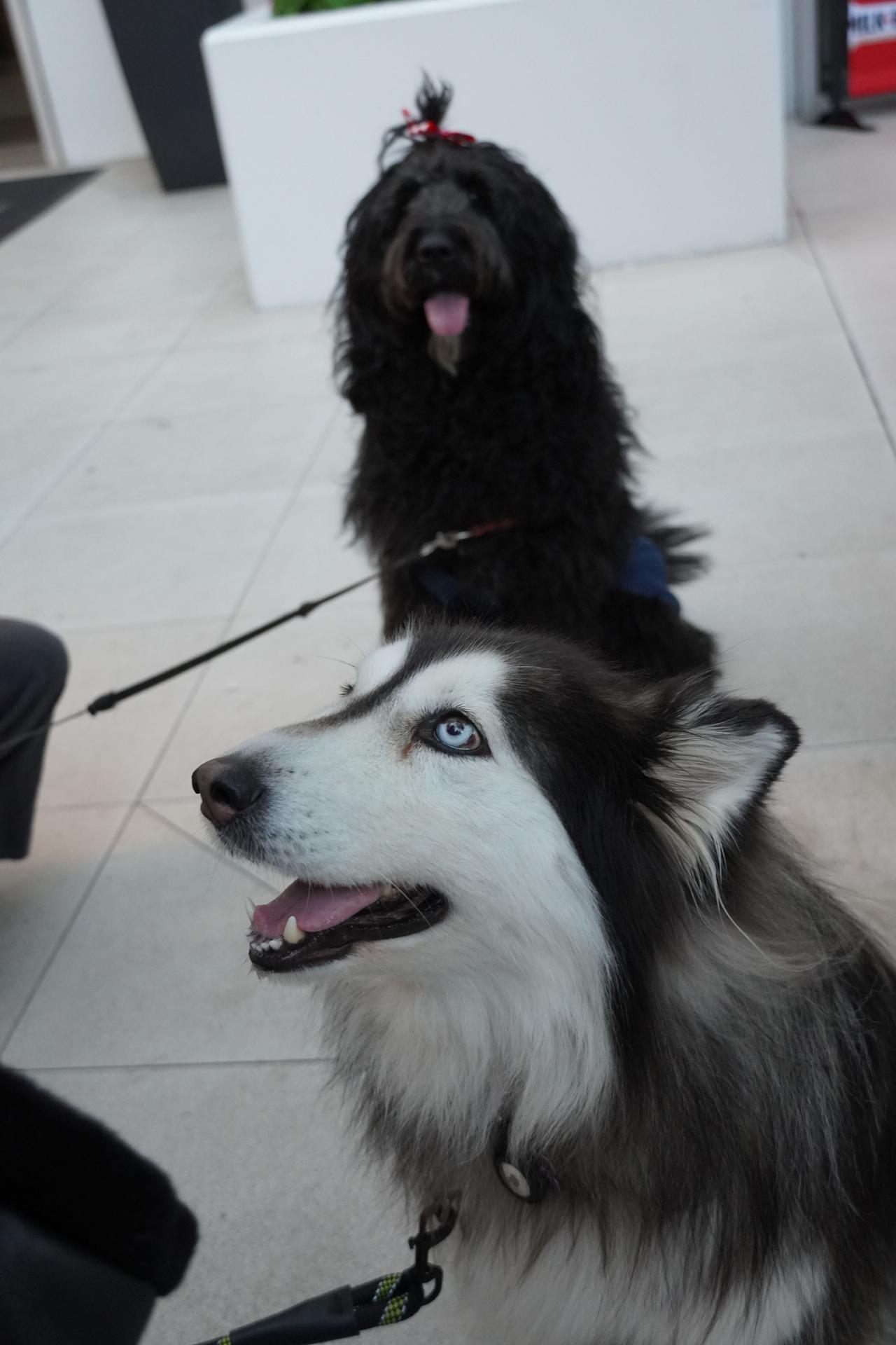 Dogs at the Milk-Bone screening of Superman in Los Angeles