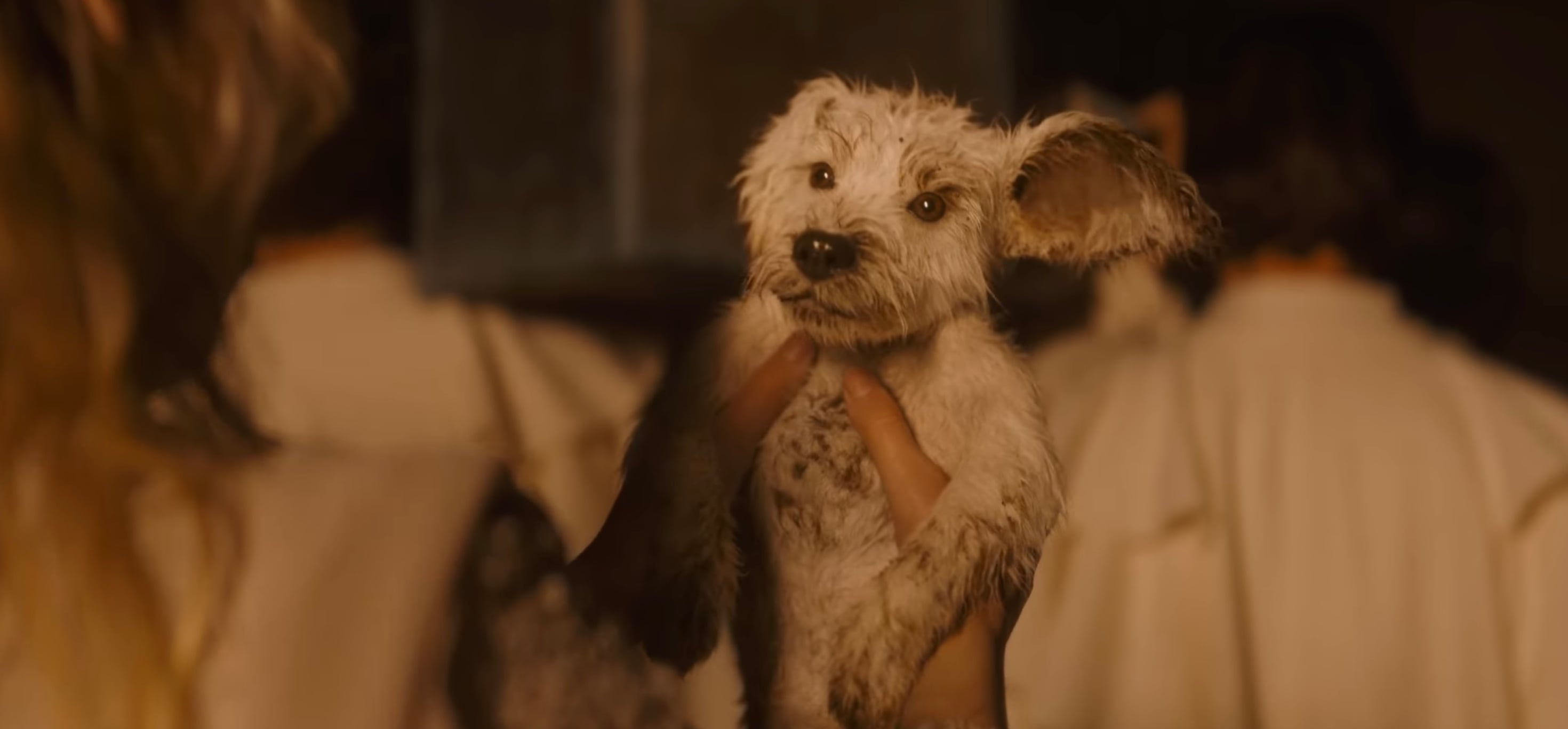 An image of Krypto in the Supergirl trailer