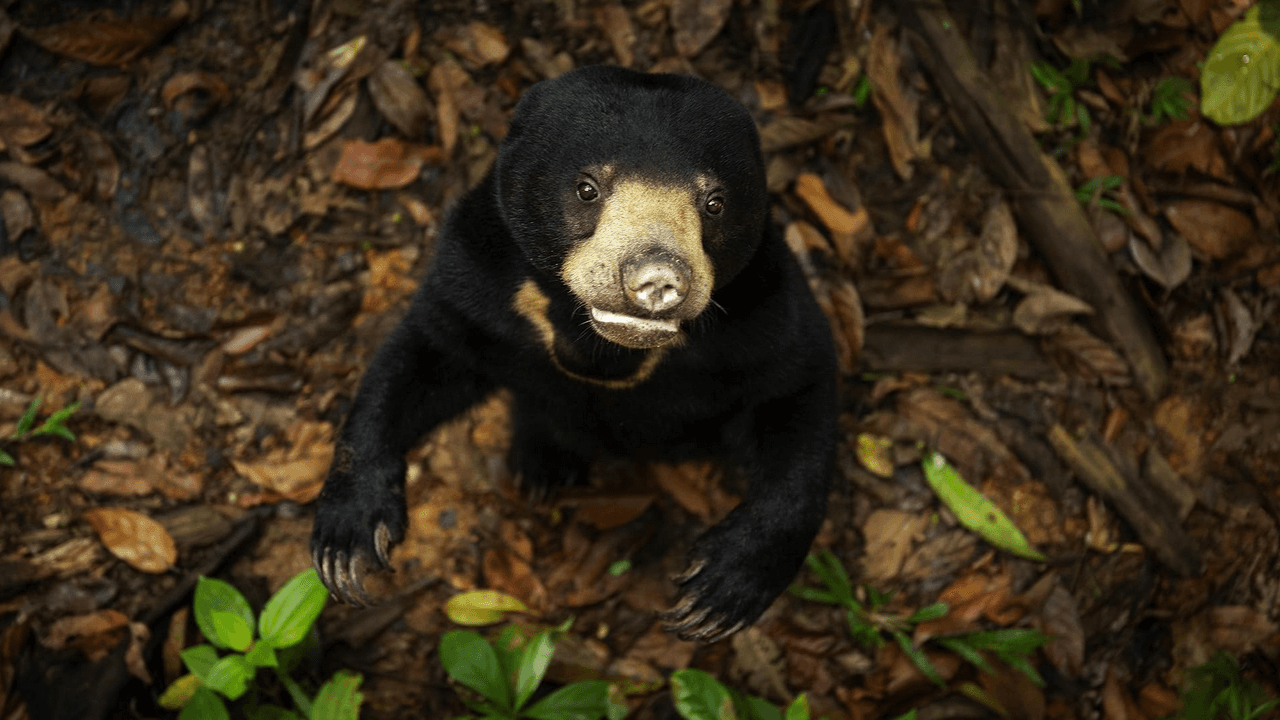 The Secret Lives of Animals Apple TV+